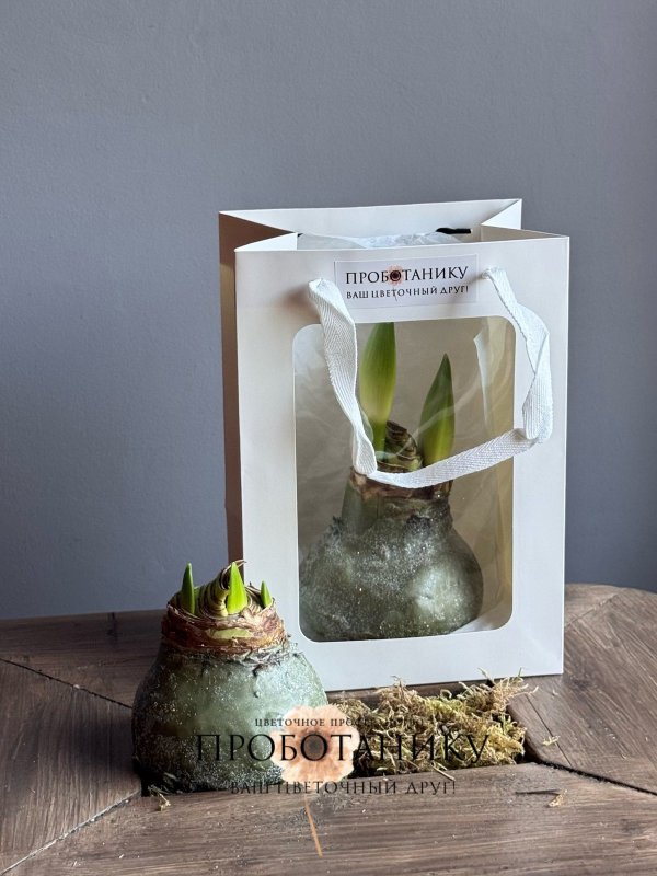 Луковица амариллиса в воске в пакете, в асс