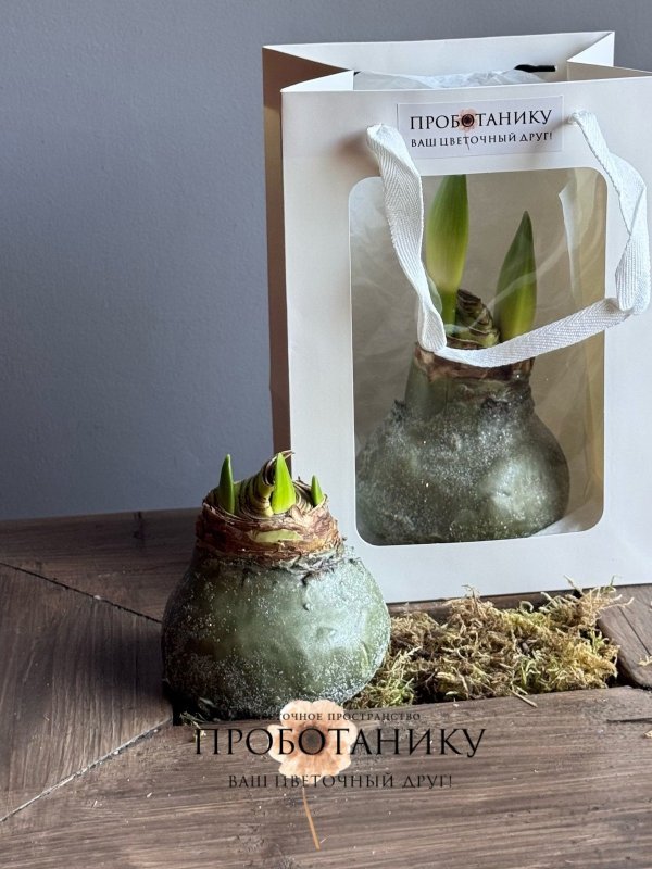 Луковица амариллиса в воске в пакете, в асс