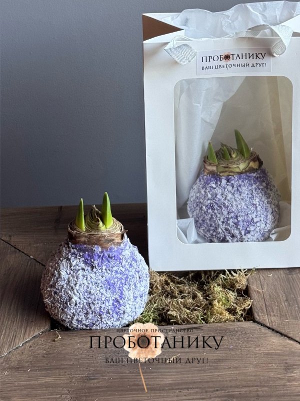 Луковица амариллиса в воске в пакете, в асс