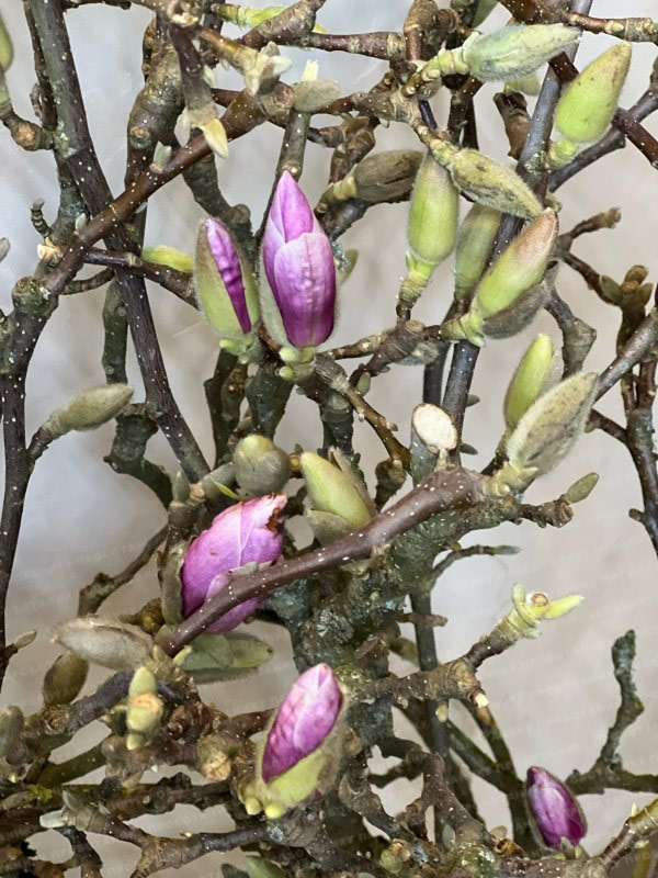 Ветки Магнолии, цветущие