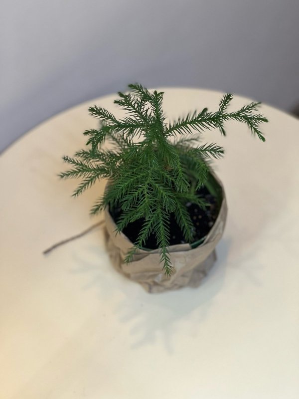 Араукария, H20 см