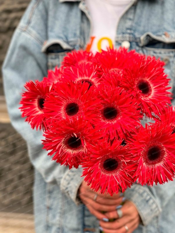 Гербера, красная