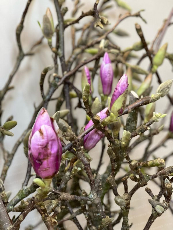 Ветки Магнолии, цветущие