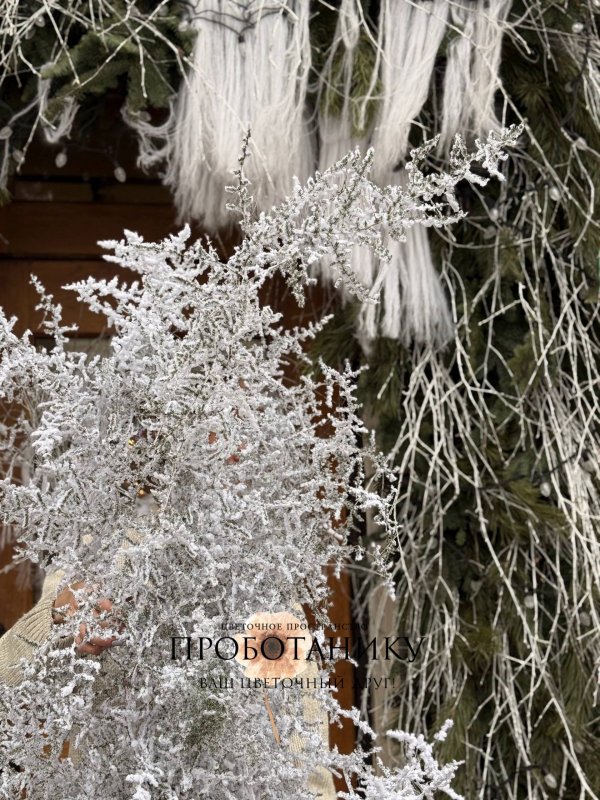 Ветка Аспарагуса заснеженная