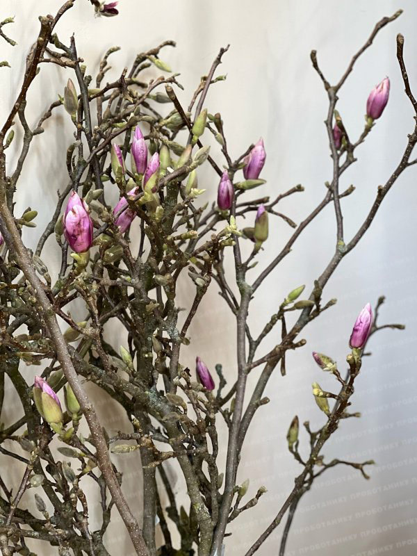Ветки Магнолии, цветущие