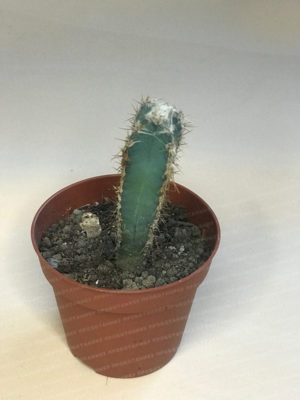 Кактус, микс 1