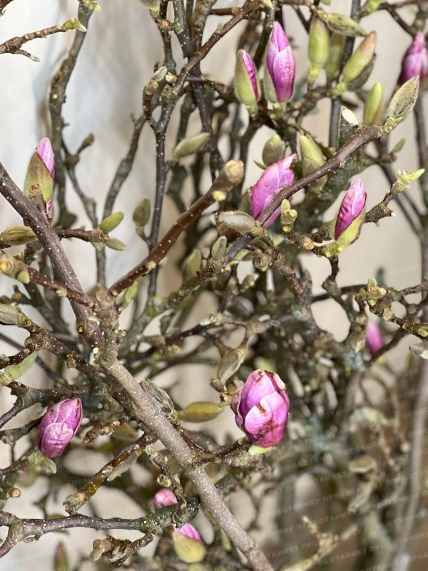 Ветки Магнолии, цветущие