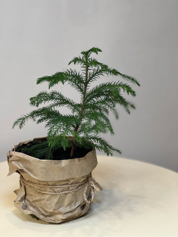 Араукария, H20 см