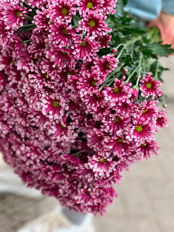 Кустовая хризантема, розовая