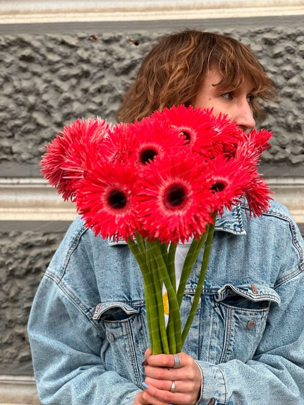 Гербера, красная